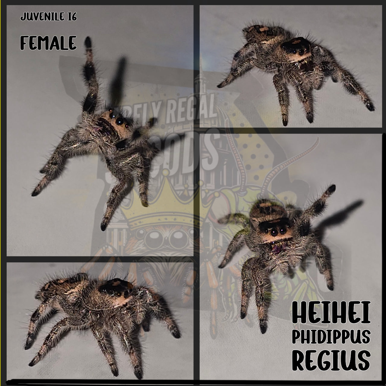 'Hei Hei' Phidippus Regius