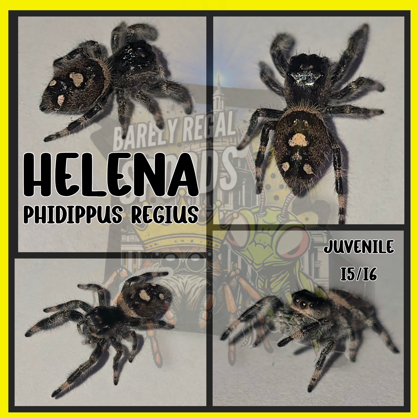 'Helena' Phidippus Regius