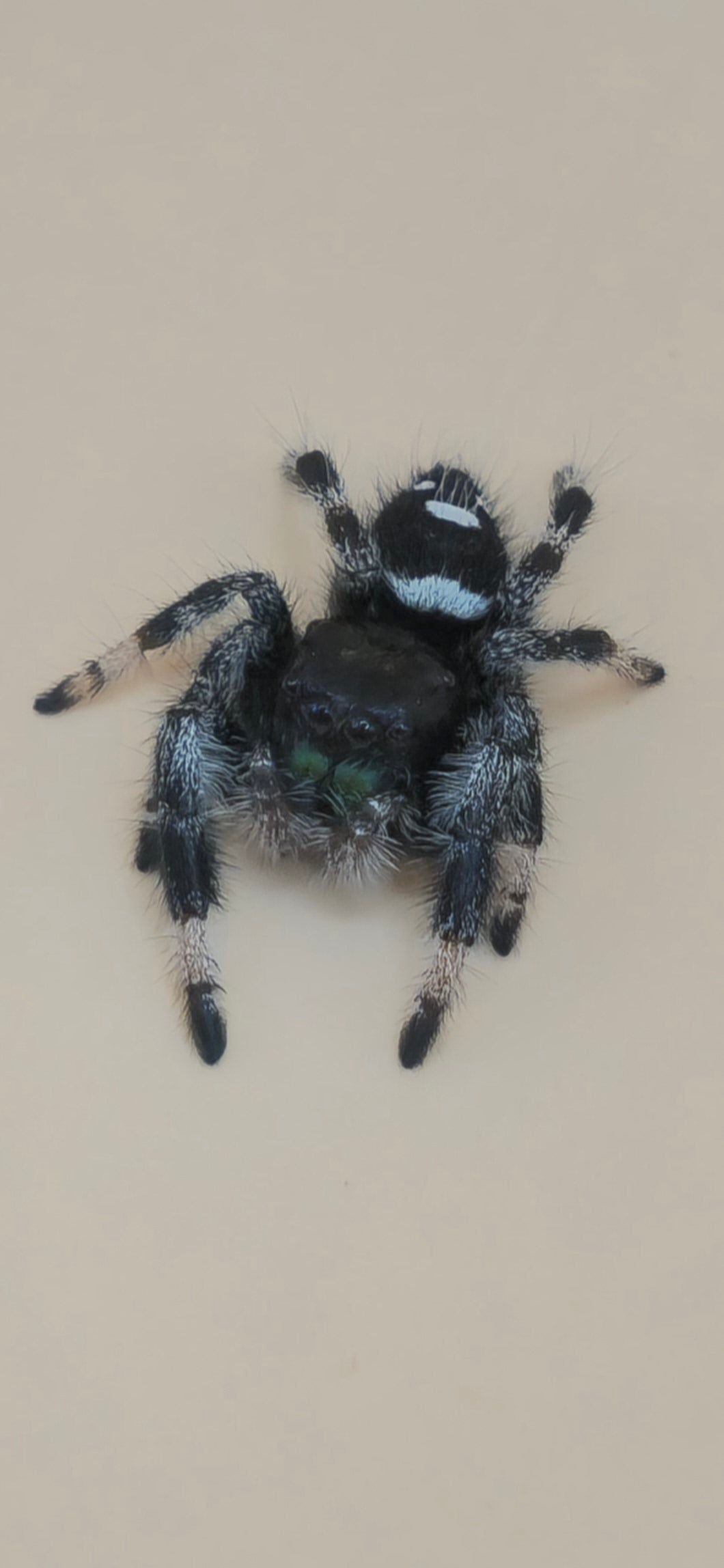 'Folklore' Phidippus Regius