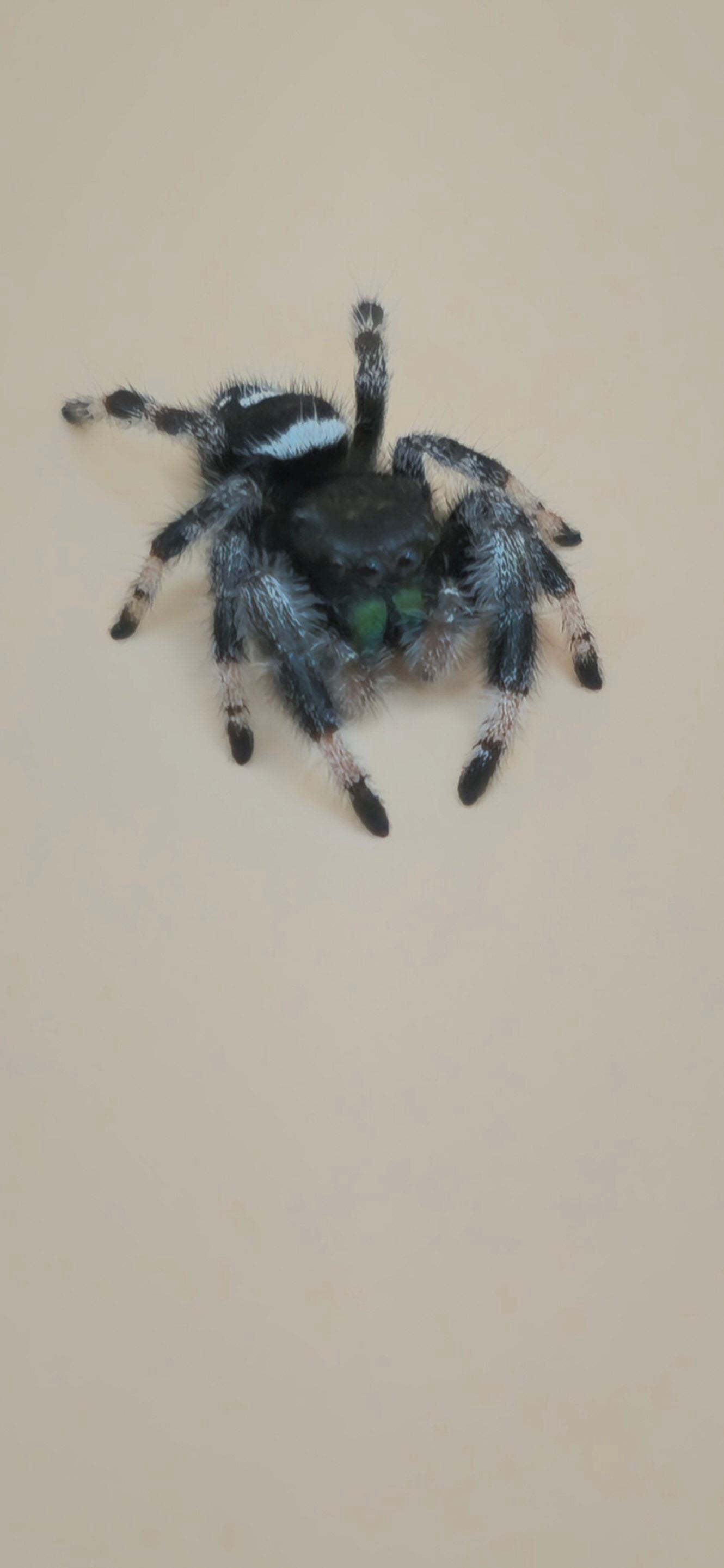 'Folklore' Phidippus Regius