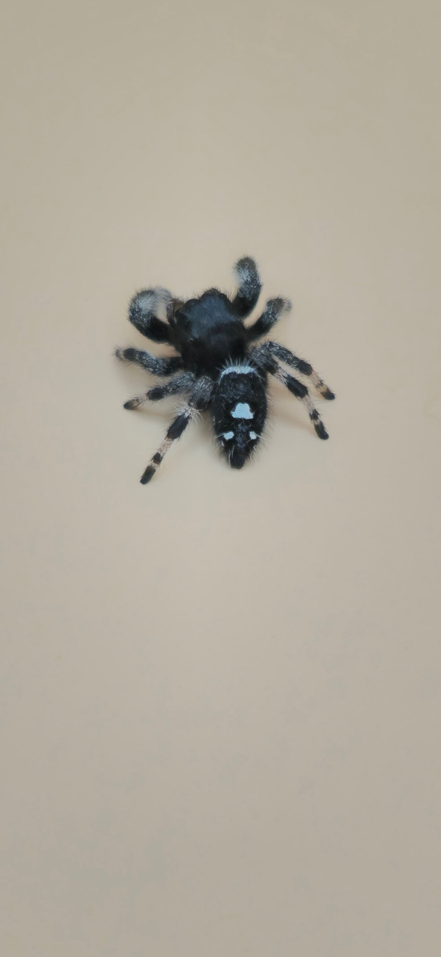 'Folklore' Phidippus Regius