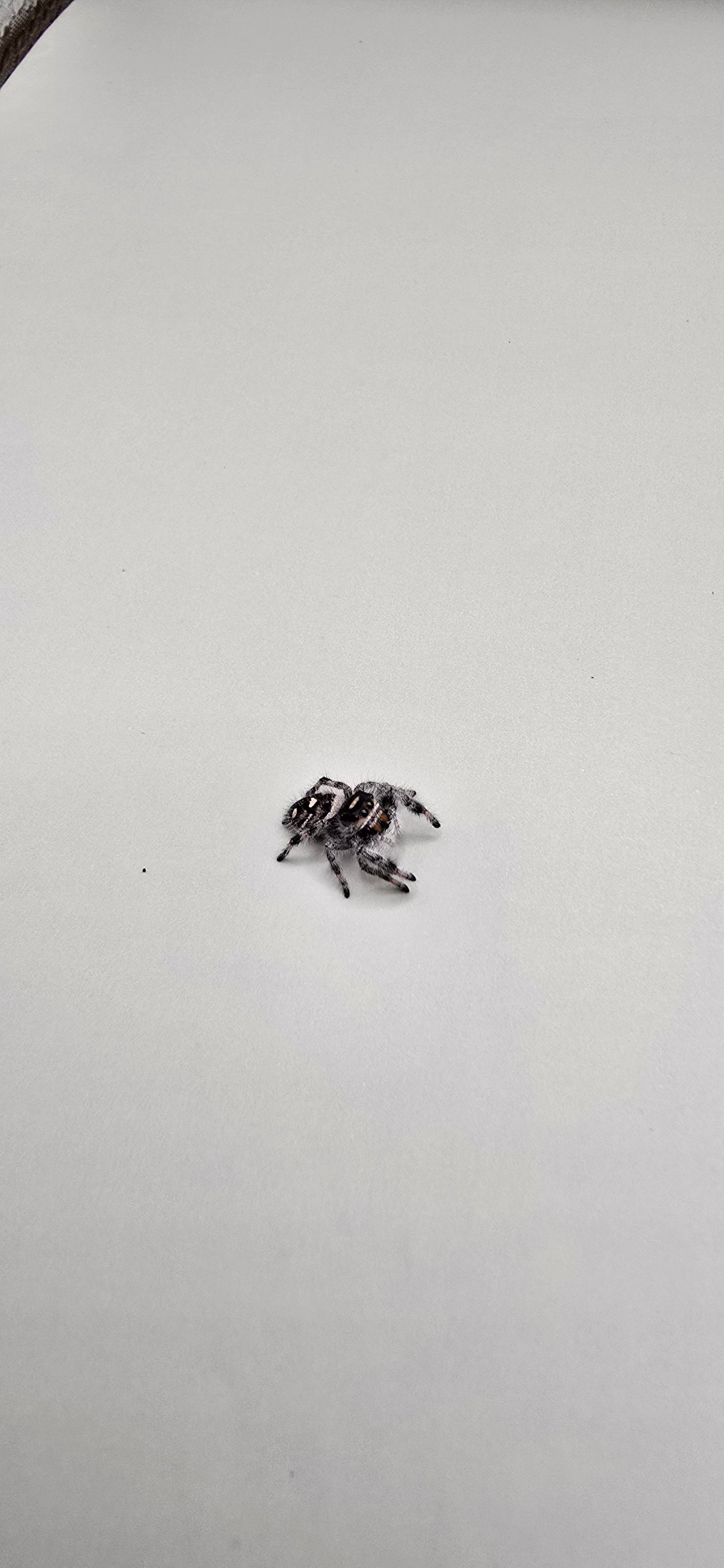 'Dixon' High White Phidippus Regius