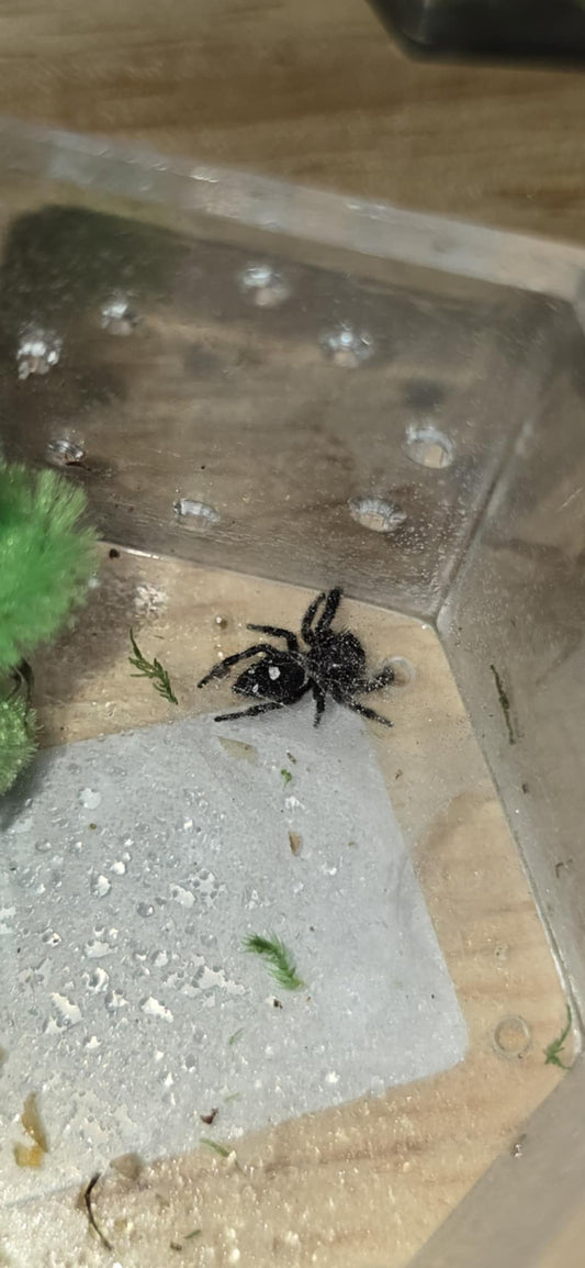 "Bean" - Phidippus Regius