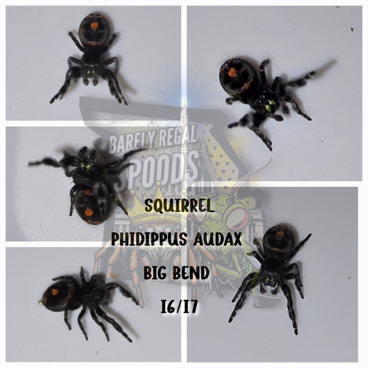 'Squirrel' Phidippus Audax - Big Bend