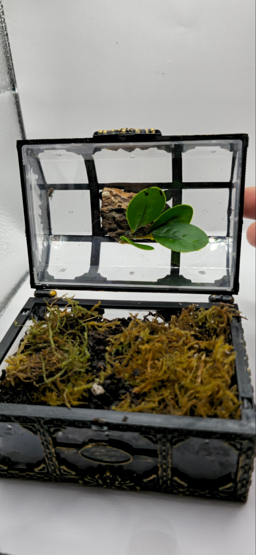 Otiosus & Micro Canopy Bio-Enclosure: Bundle