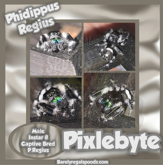 'Pixelbyte' Phidippus Regius