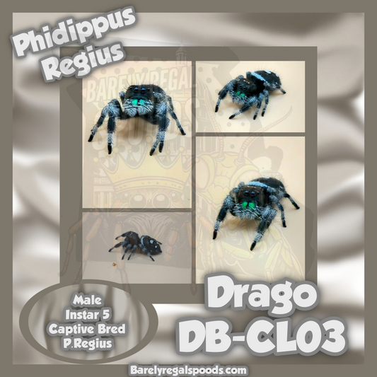 'Drago' Phidippus Regius