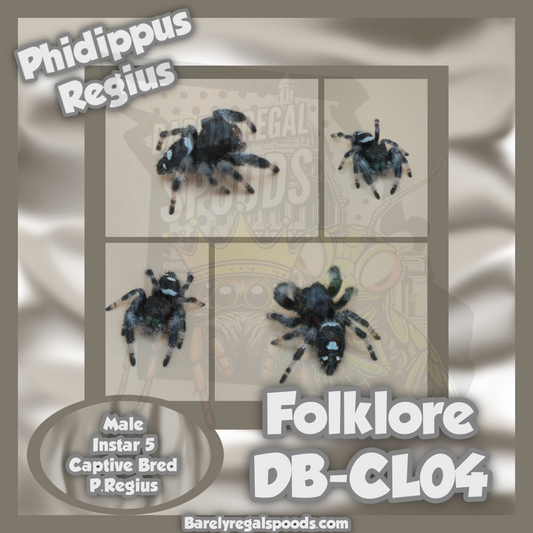 'Folklore' Phidippus Regius