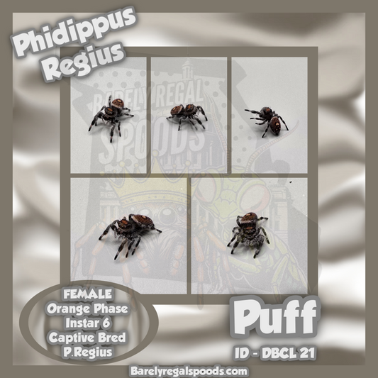 'Puff' Phidippus Regius