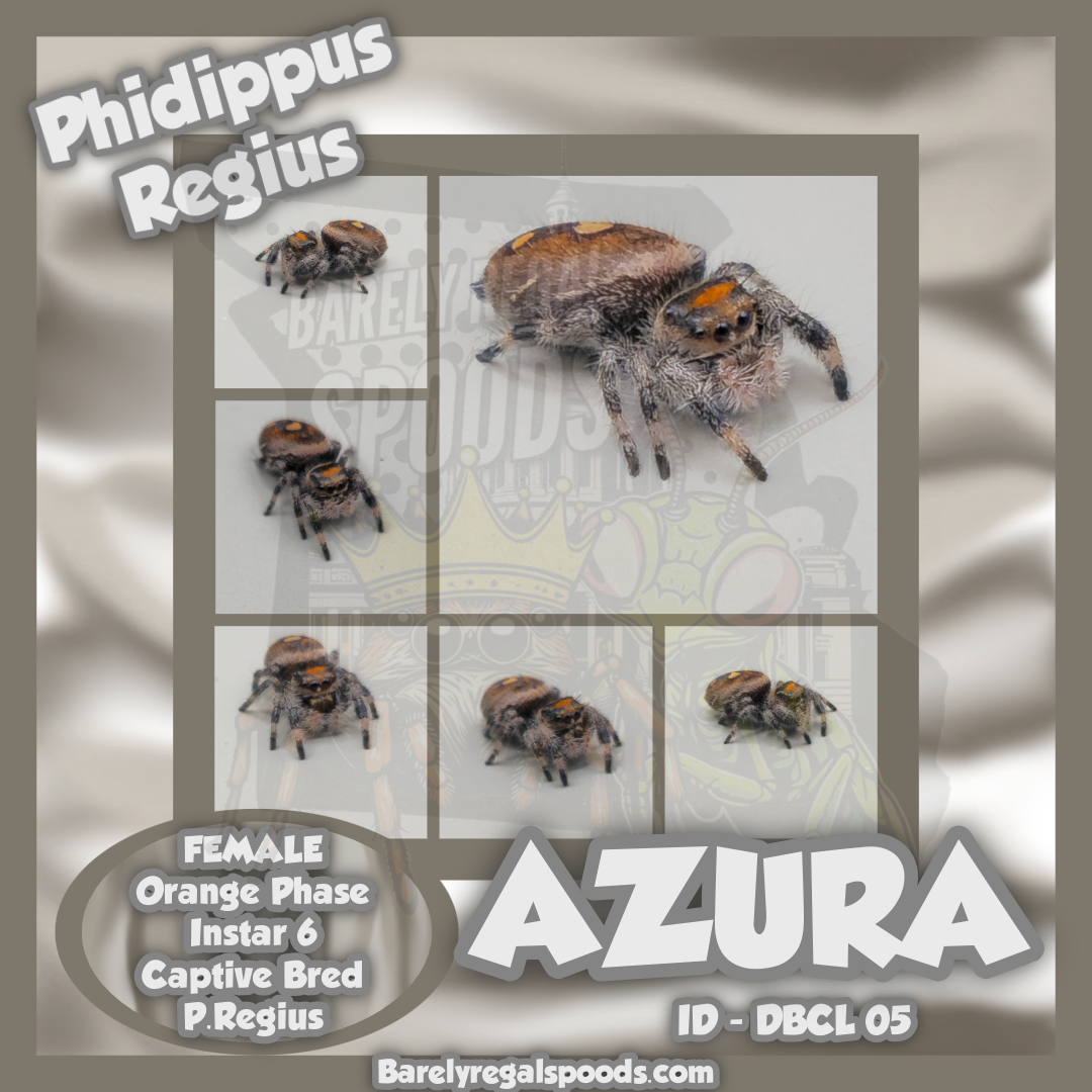 'Azura' Phidippus Regius