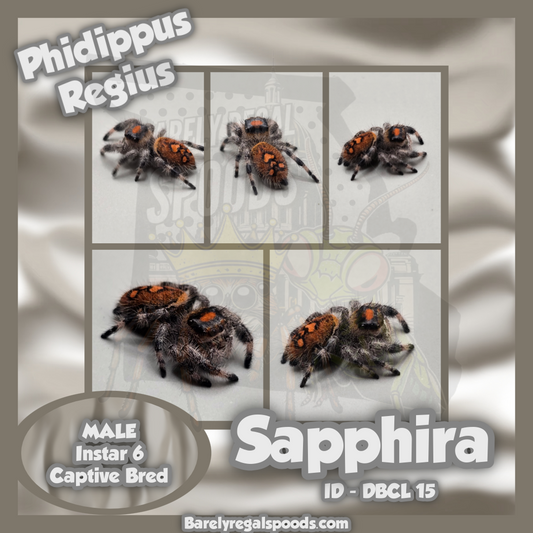 'Sapphira' Phidippus Regius