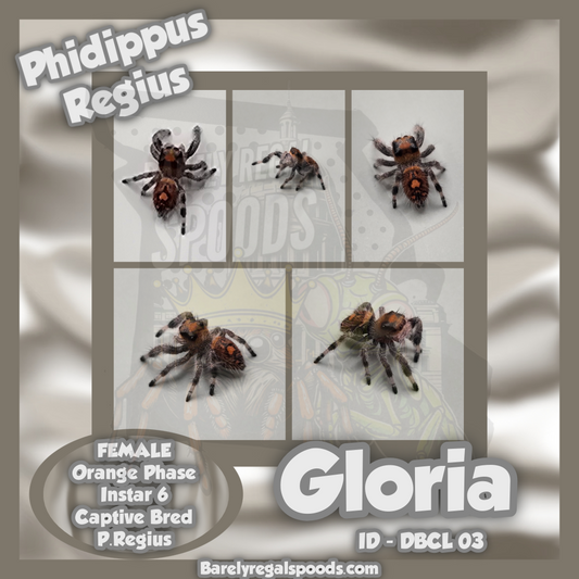 'Gloria' Phidippus Regius