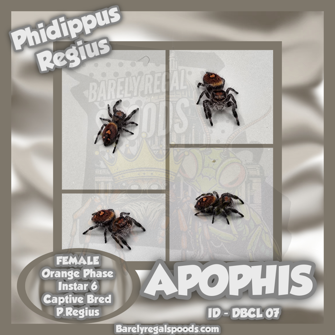 'Apophis' Phidippus Regius