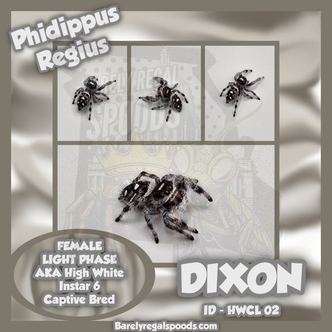 'Dixon' High White Phidippus Regius