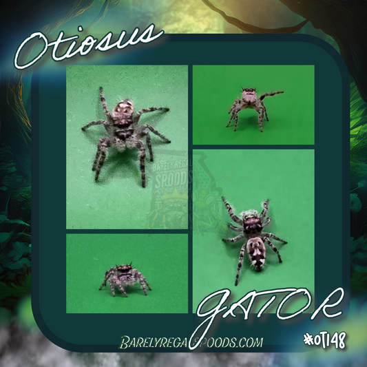 'Gator'- Otiosus Canopy Jumping Spider