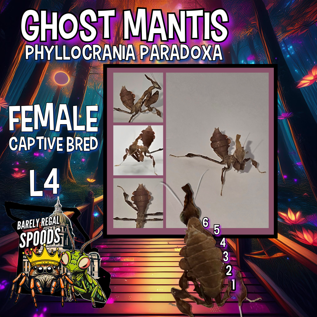 Ghost Mantis - Phyllocrania Paradoxa