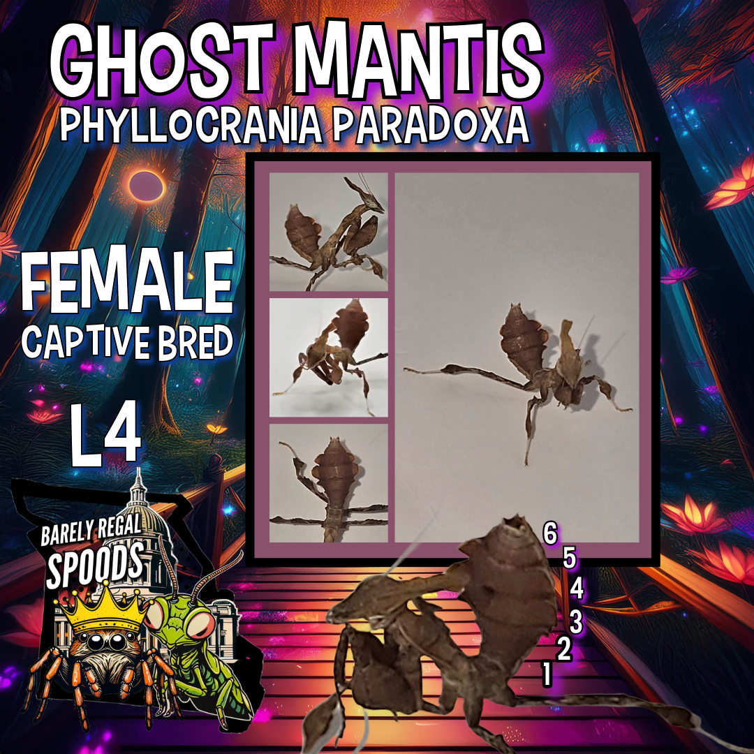 Ghost Mantis - Phyllocrania Paradoxa