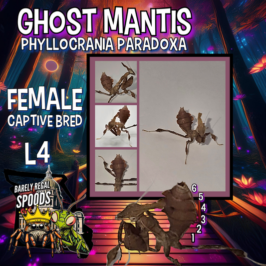 Ghost Mantis - Phyllocrania Paradoxa