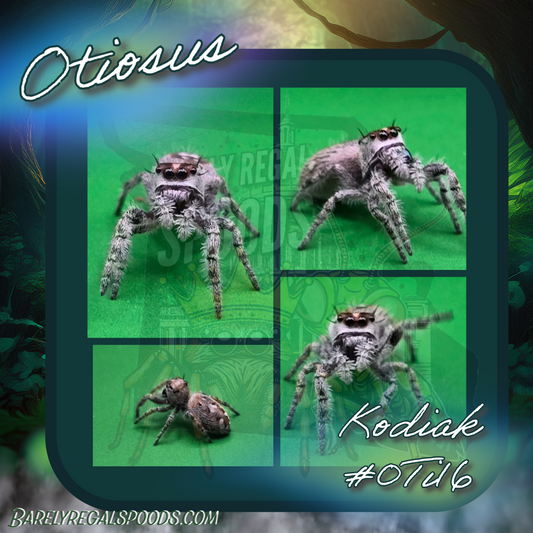 'Kodiak' Otiosus Canopy Jumping Spider