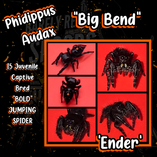 'Ender' Phidippus Audax Big Bend