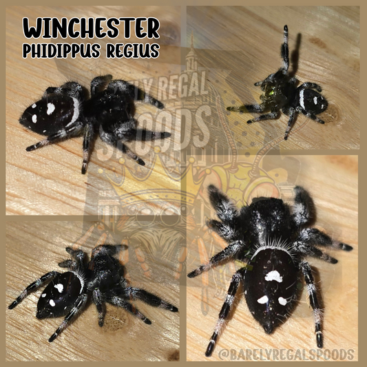 'Winchester' Phidippus Regius Jumping Spider