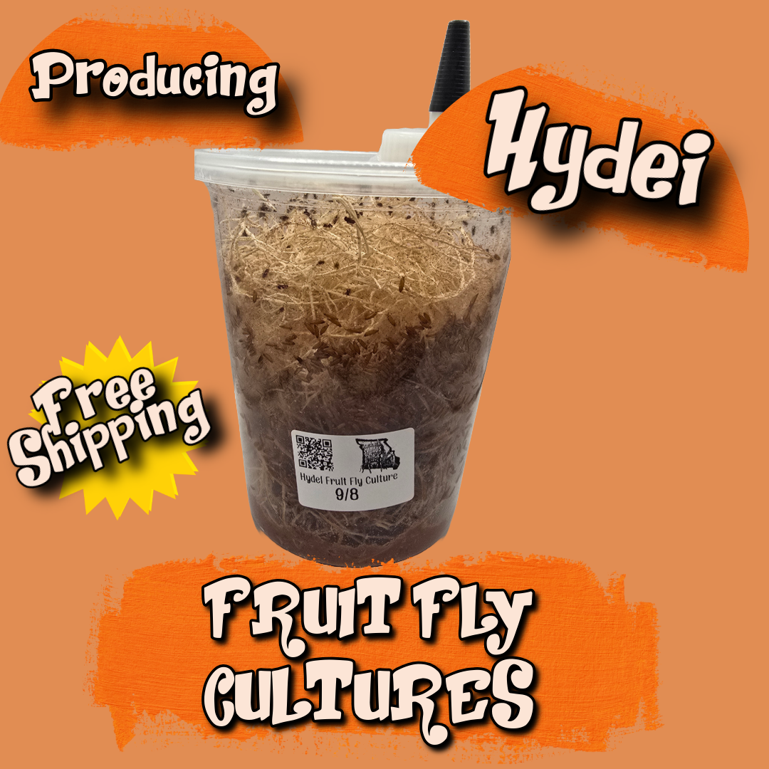 Hydei Fruit Fly Culture