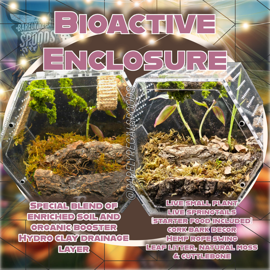 Hexagon Bioactive Enclosure