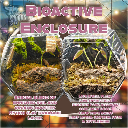 Hexagon Bioactive Enclosure