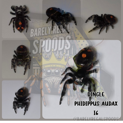 'Dingle' Phidippus Audax - Big Bend