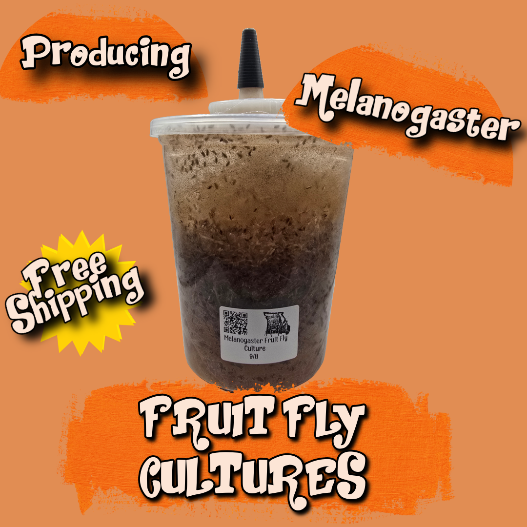 Melanogaster Fruit Fly Culture