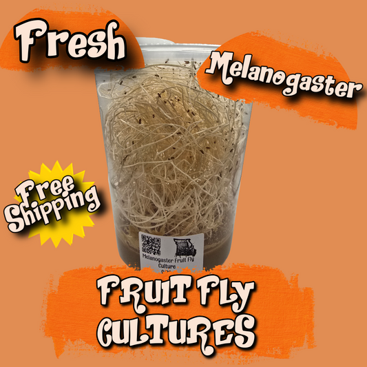 Melanogaster Fruit Fly Culture