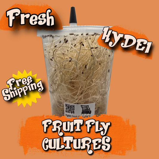 Hydei Fruit Fly Culture