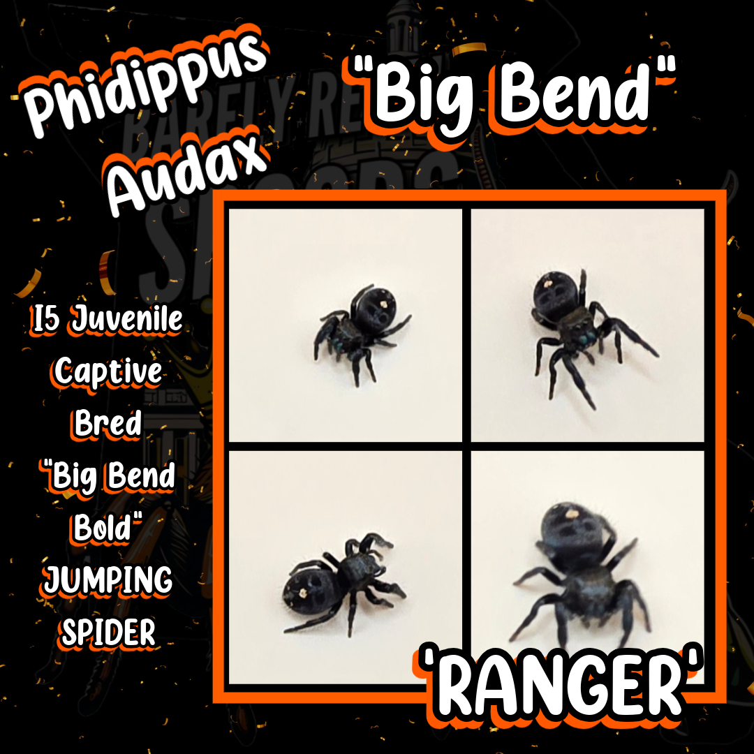 'Ranger' Phidippus Audax Big Bend