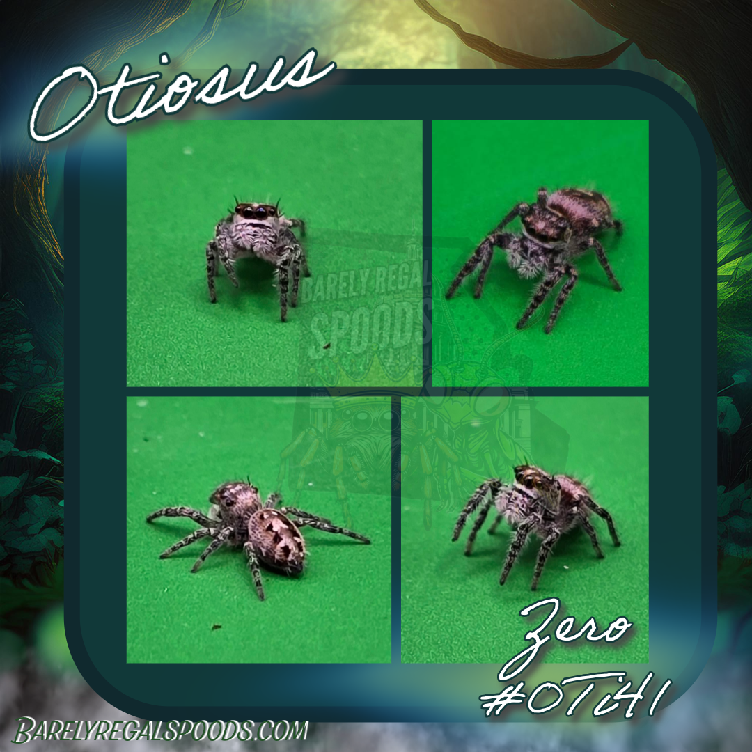 'Zero' Otiosus Canopy Jumping Spider