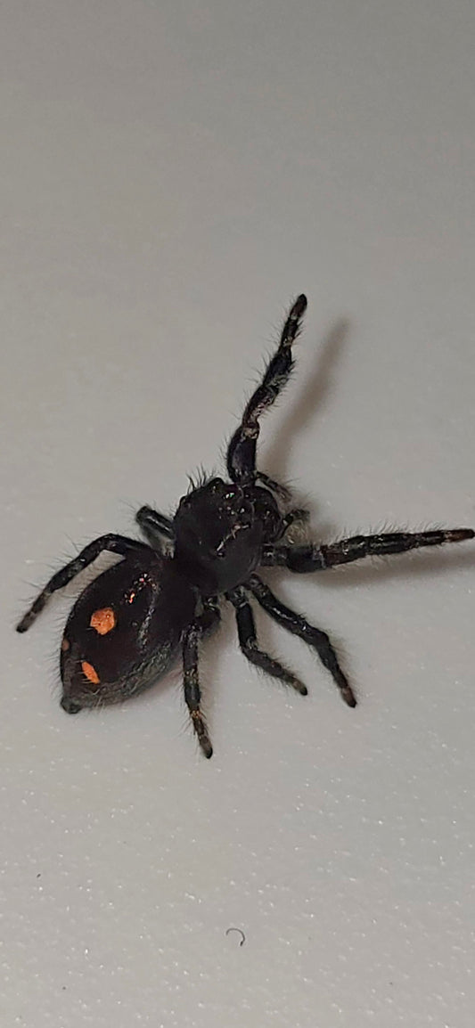 Unsexed Phidippus Audax - Big Bend