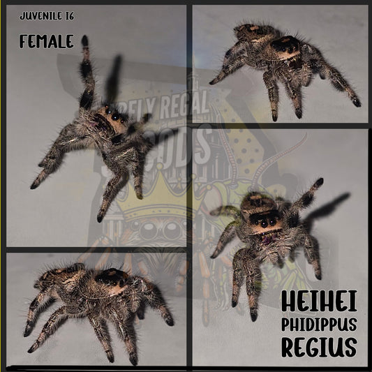 'Hei Hei' Phidippus Regius