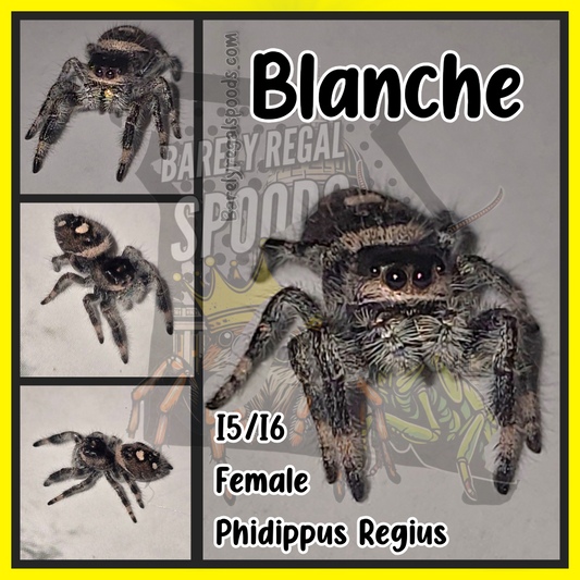 'Blanche' Phidippus Regius