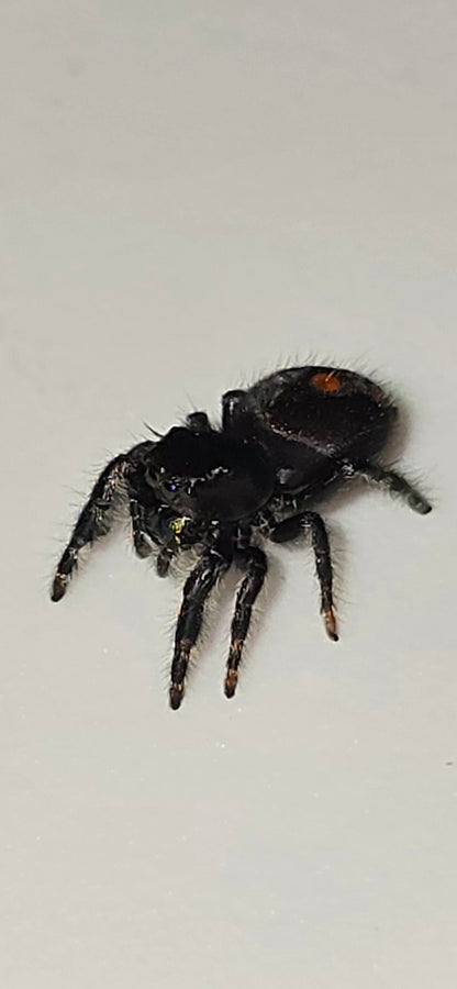 Unsexed Phidippus Audax - Big Bend