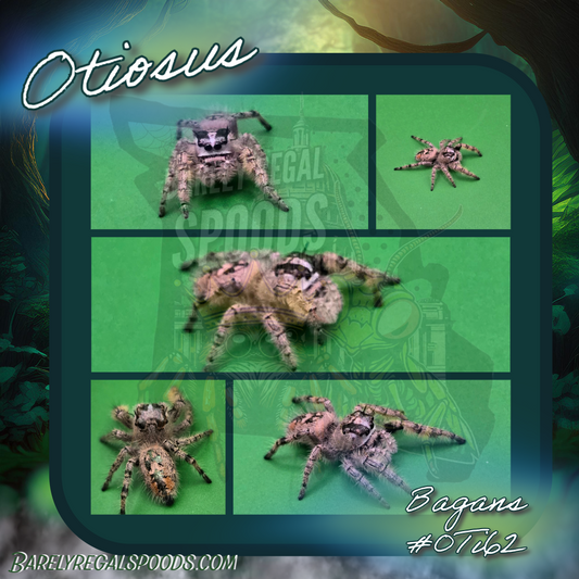 'Bagans' Phidippus Otiosus Canopy Jumping Spider