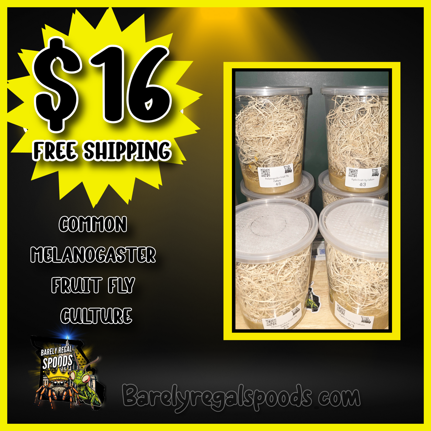 Common Melanogaster Fruit Fly Culture - FREE SHIPPING