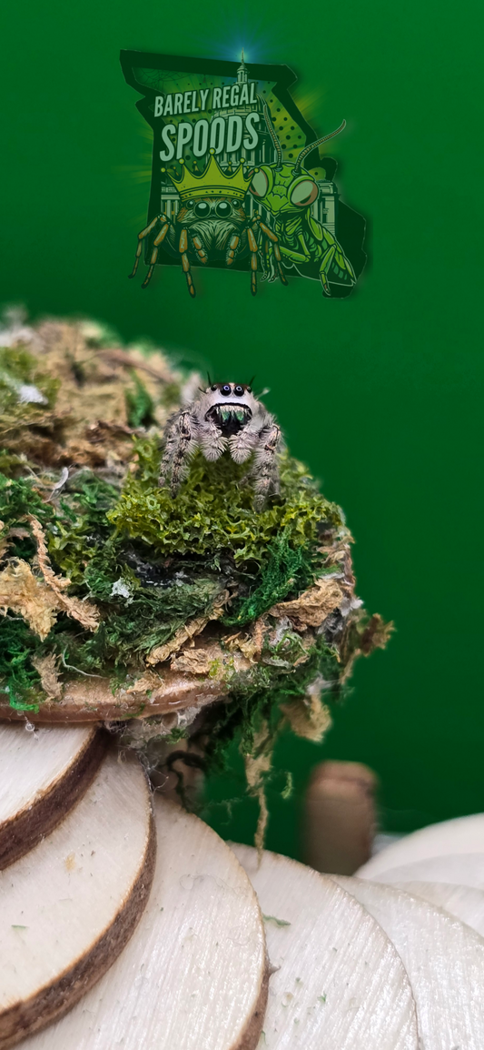 Phidippus Otiosus Canopy Jumper